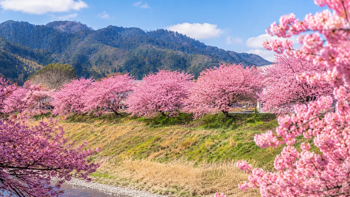 みなみの桜